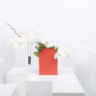Poise | White Orchids Poise | White Orchids