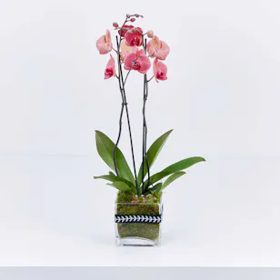 Charming Red Orchid Plant