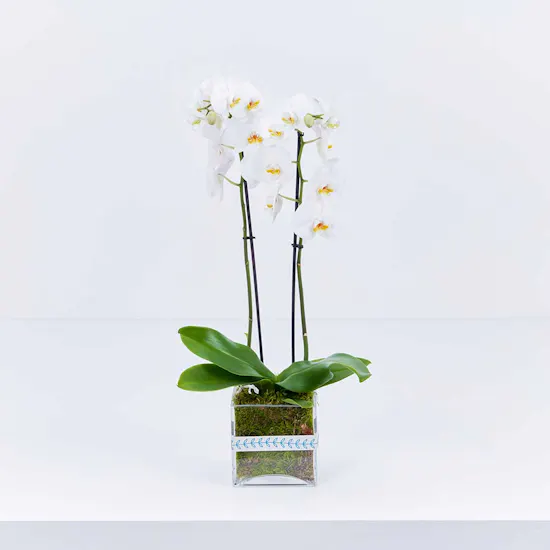 Shiny White Orchid Plant