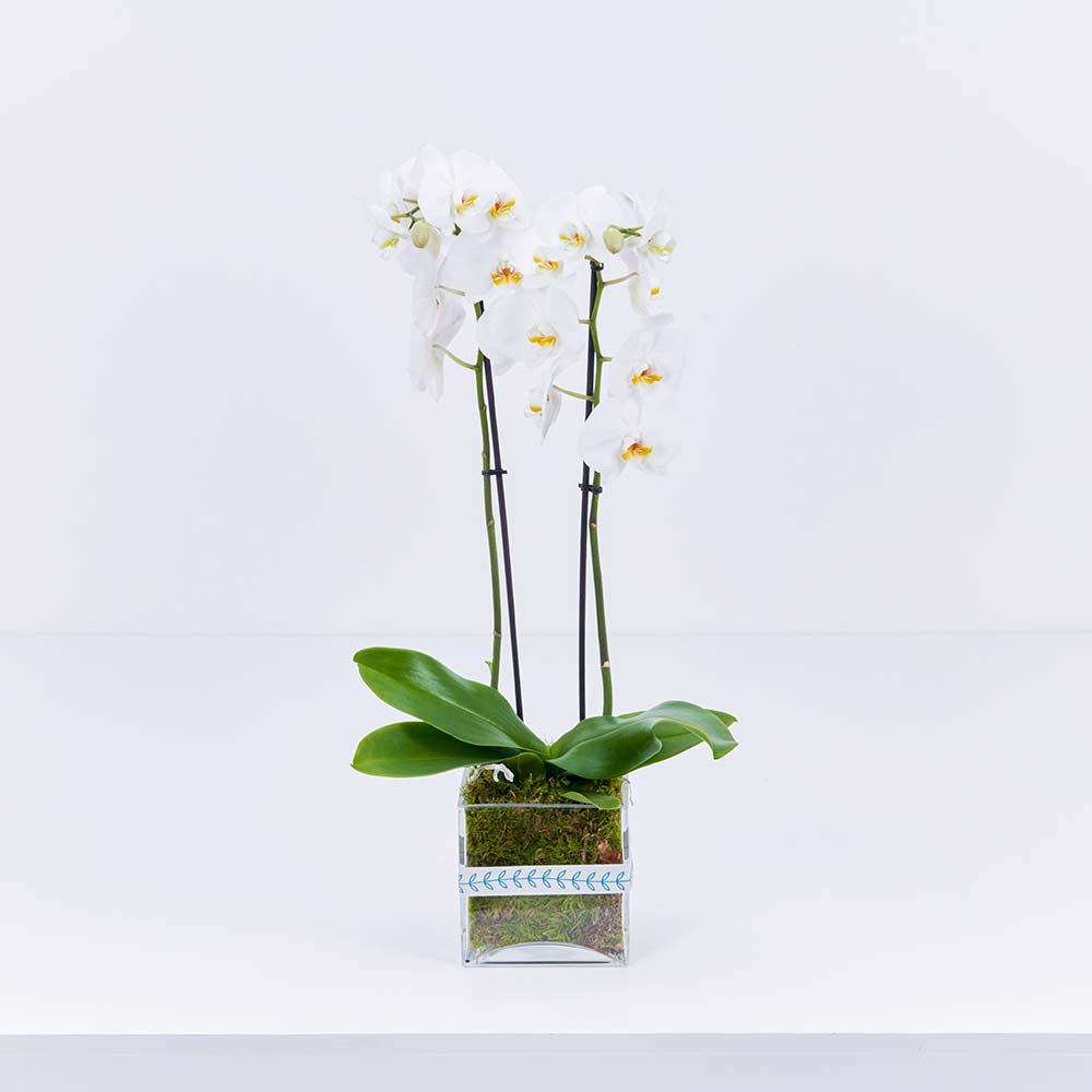 White Phalaenopsis
