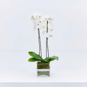 Shiny White Orchid Plant