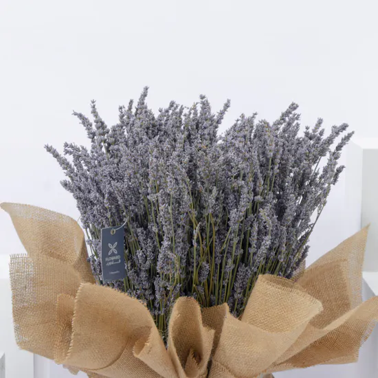 Love in Purple | Lavender