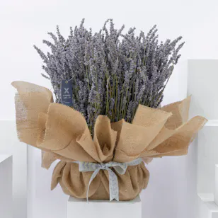 Love in Purple | Lavender 