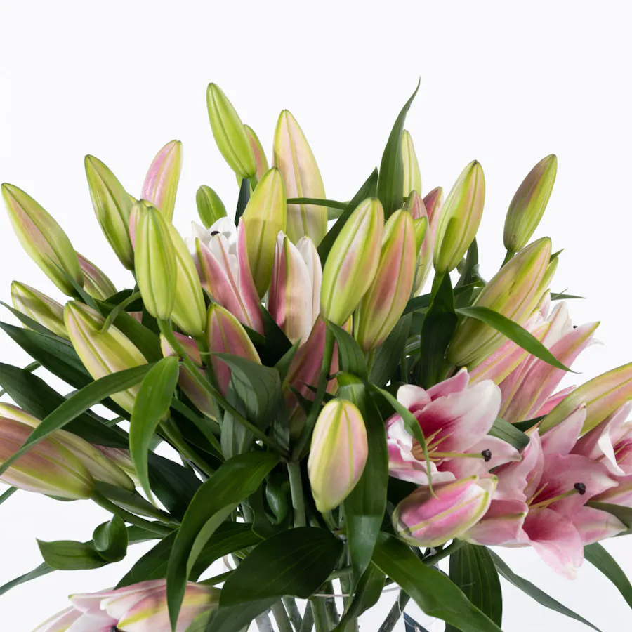 Pink Lily Vase  2
