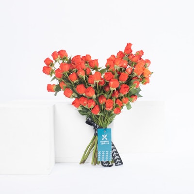 Fresh Morning | Baby Roses