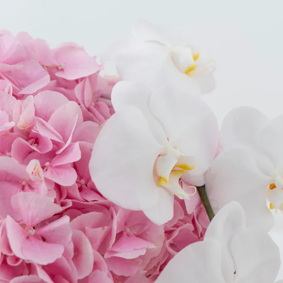 Pink Hydrangea | Glass Vase