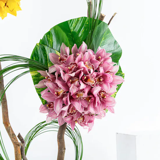 Orchidaceae