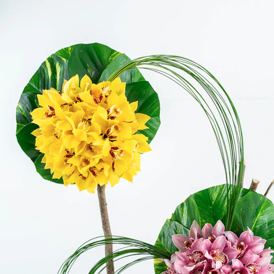 Orchidaceae