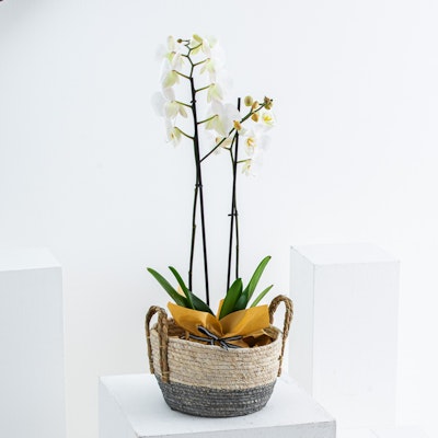 Orchid Basket 