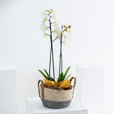 Orchid Basket