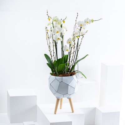 Orchid in White Vase