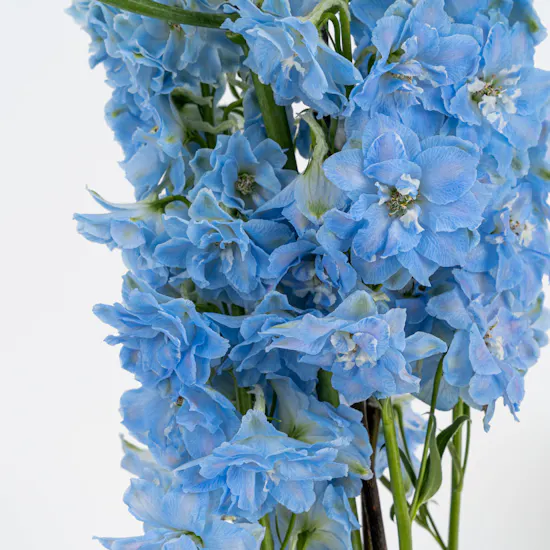 Boldly Blue | Square Vase