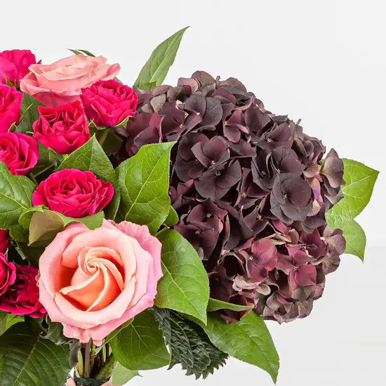 Merlot Magenta