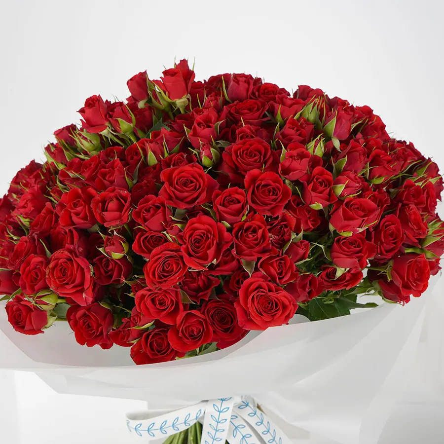 100 Baby Roses | White Wrap 2