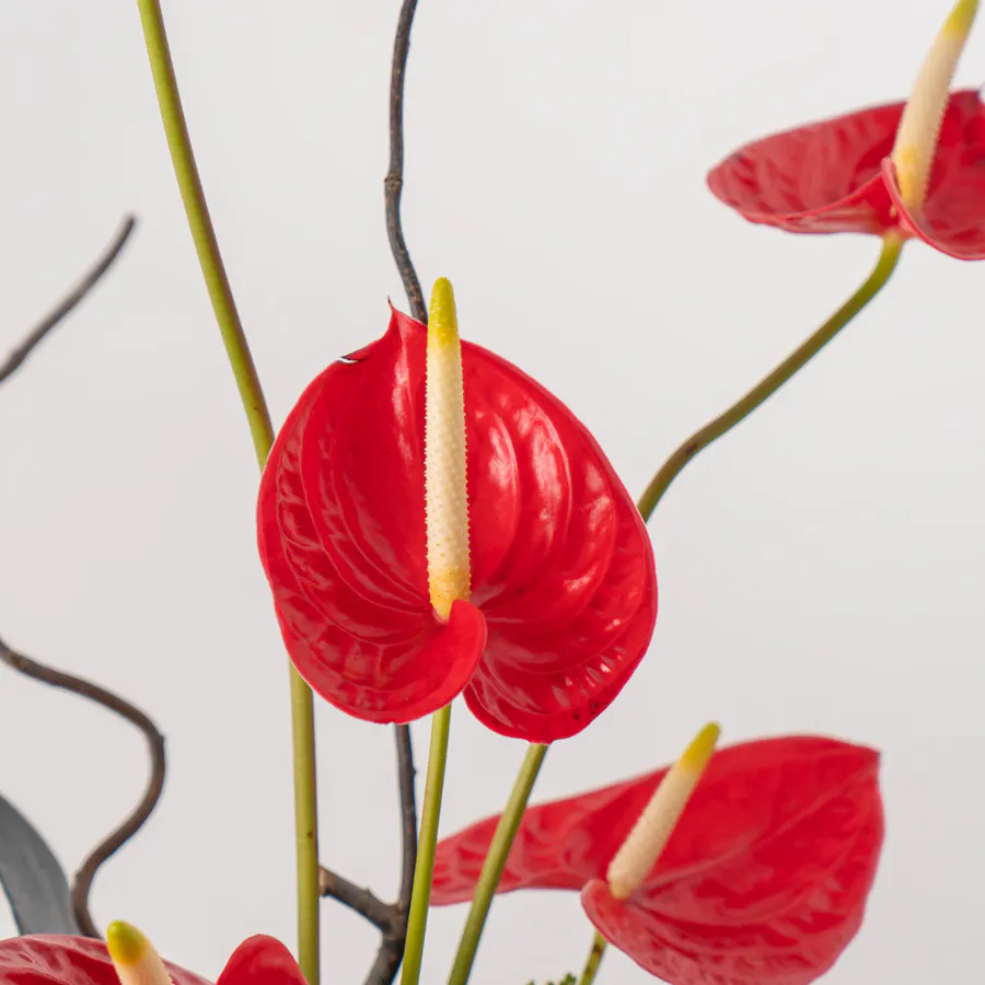 Roselle 2