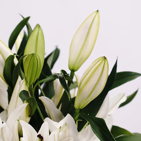 Cool White Lilies