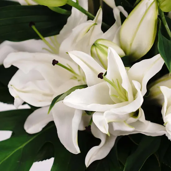 Cool White Lilies