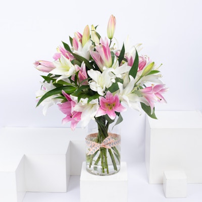 Pink & White Lily