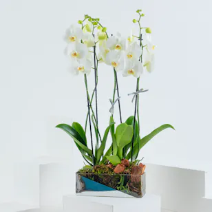 Orchid Trio Orchid Trio