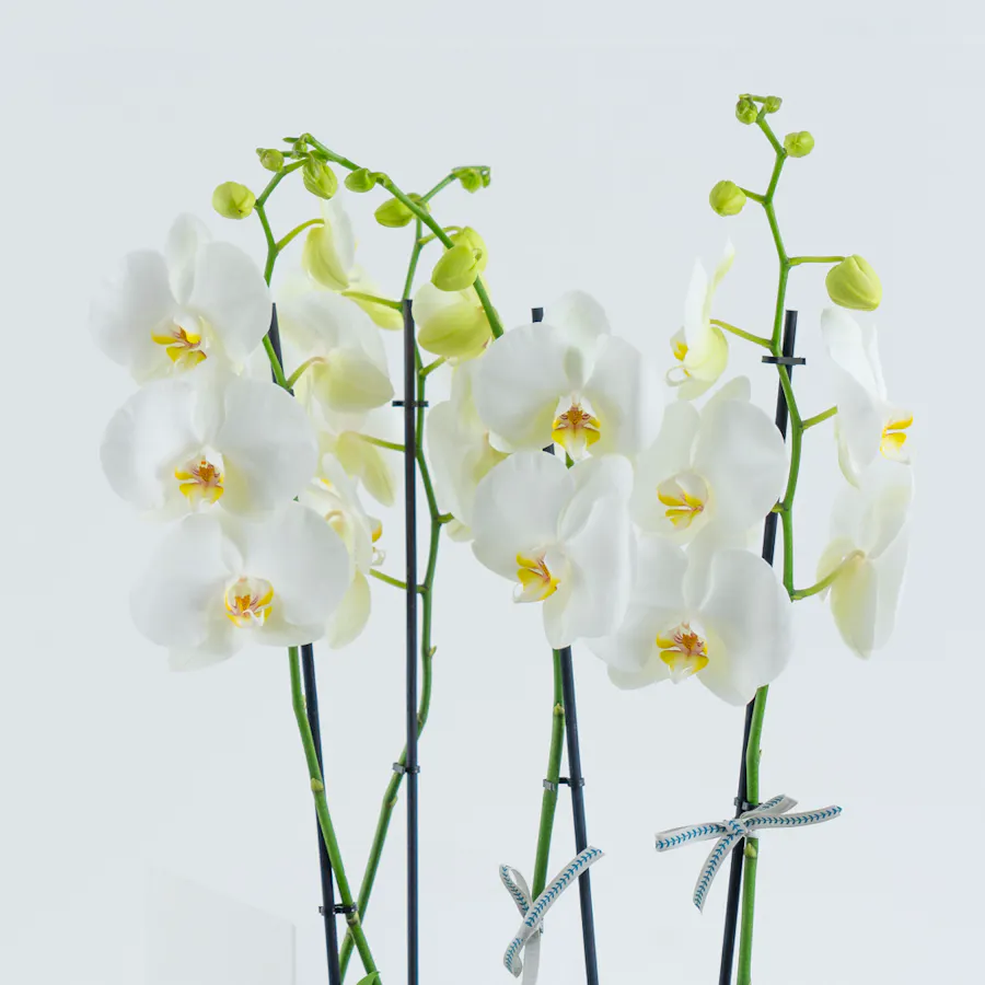 Orchid Trio 3