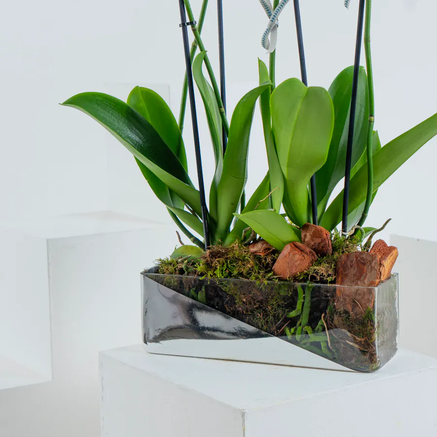 Orchid Trio 2