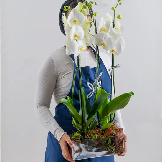 Orchid Trio