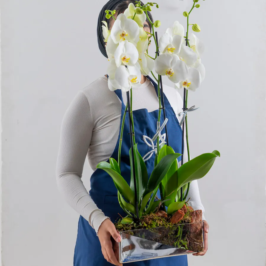 Orchid Trio 1