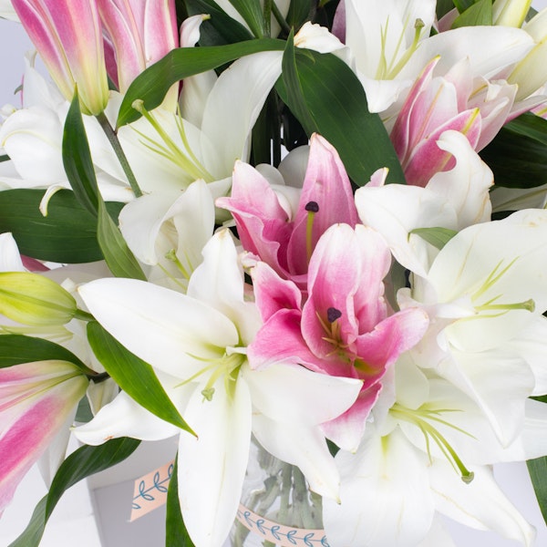Casablanca Lilies Floward Dammam