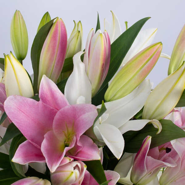 Casablanca Lilies Floward Dammam