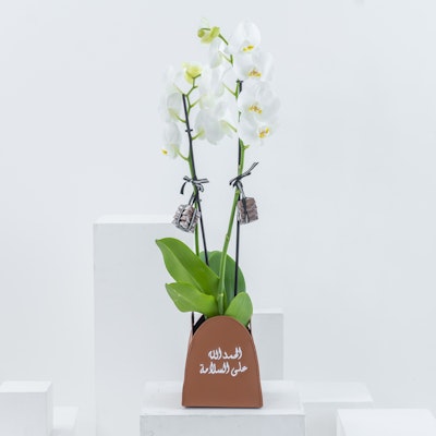 Get Well Soon Orchid