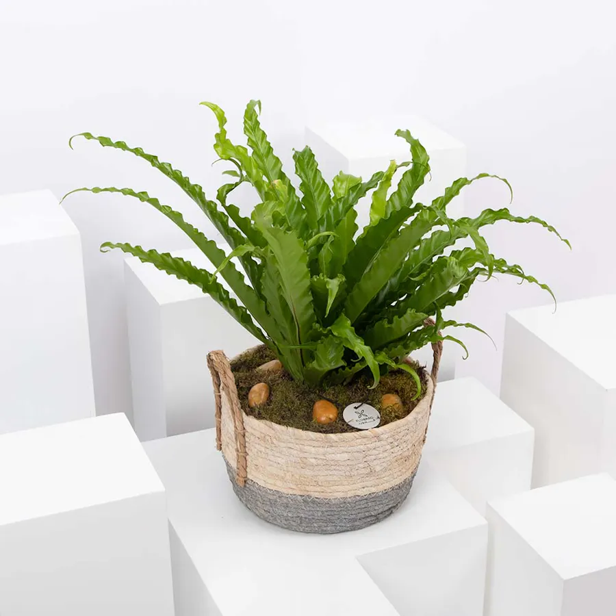 Asplenium Antiquum Plant  1