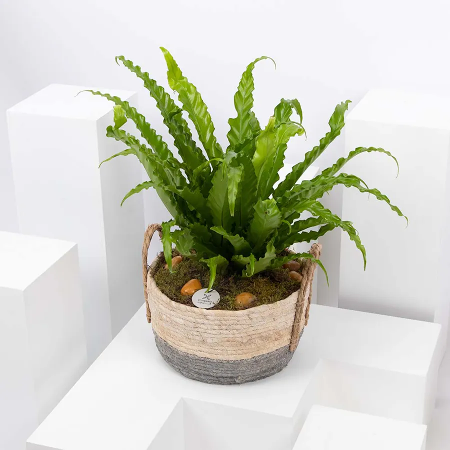 Asplenium Antiquum Plant  2