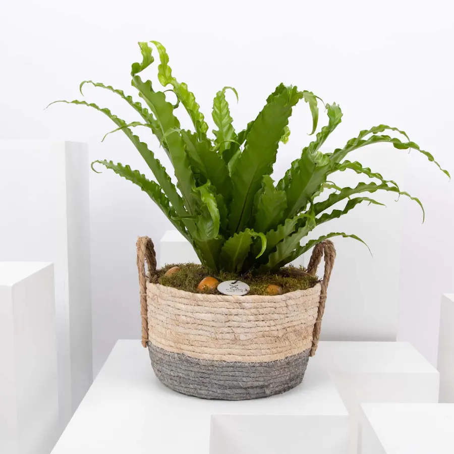 Asplenium Antiquum Plant  3