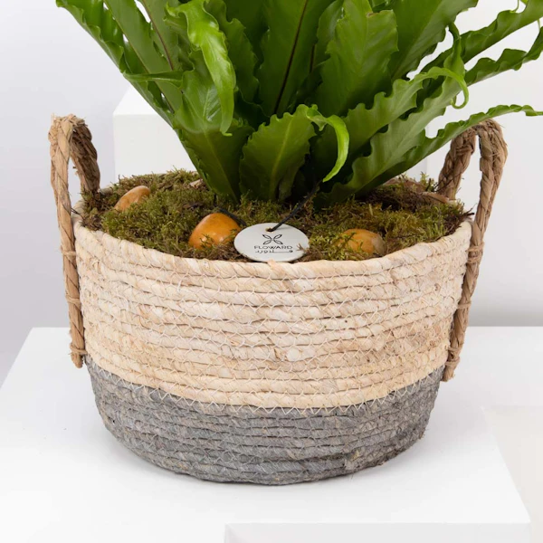 نبات أسبلنيوم أنتيكوم