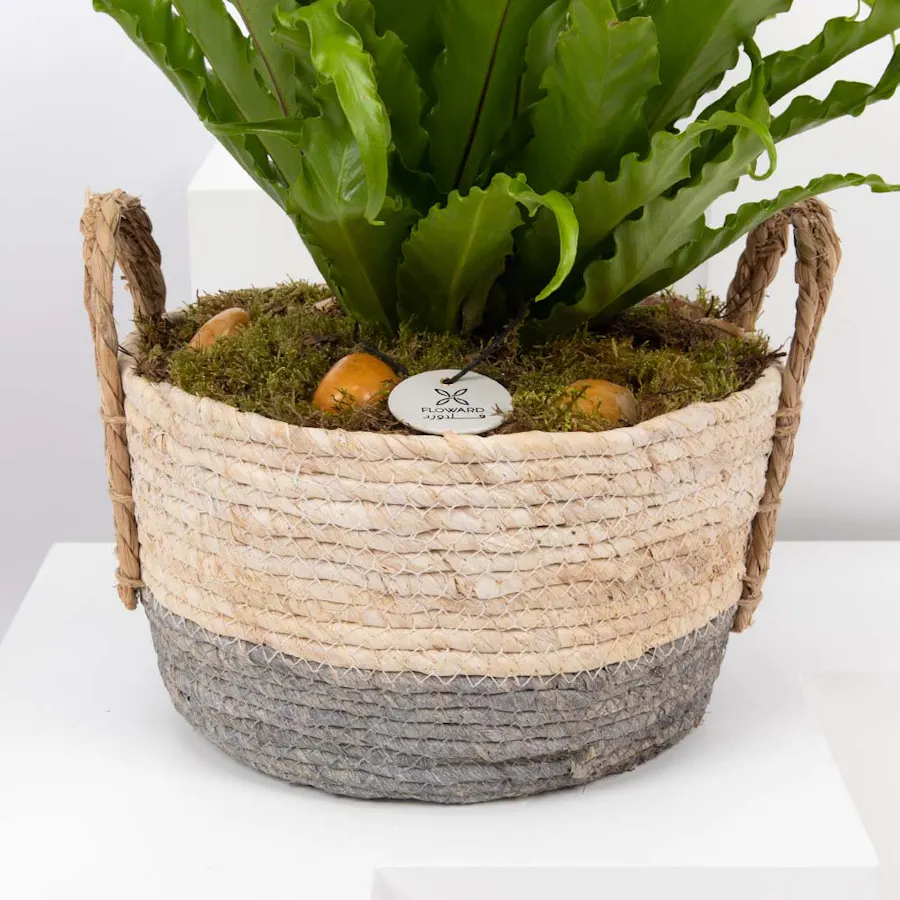 Asplenium Antiquum Plant  4