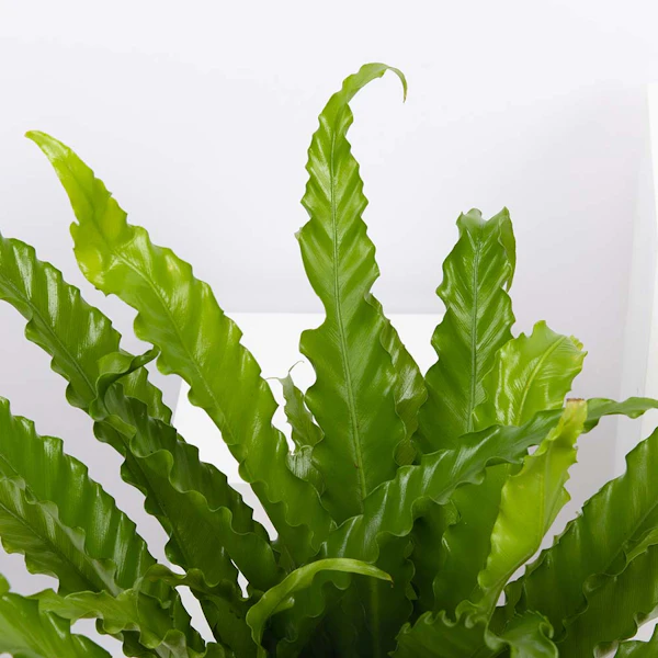 نبات أسبلنيوم أنتيكوم