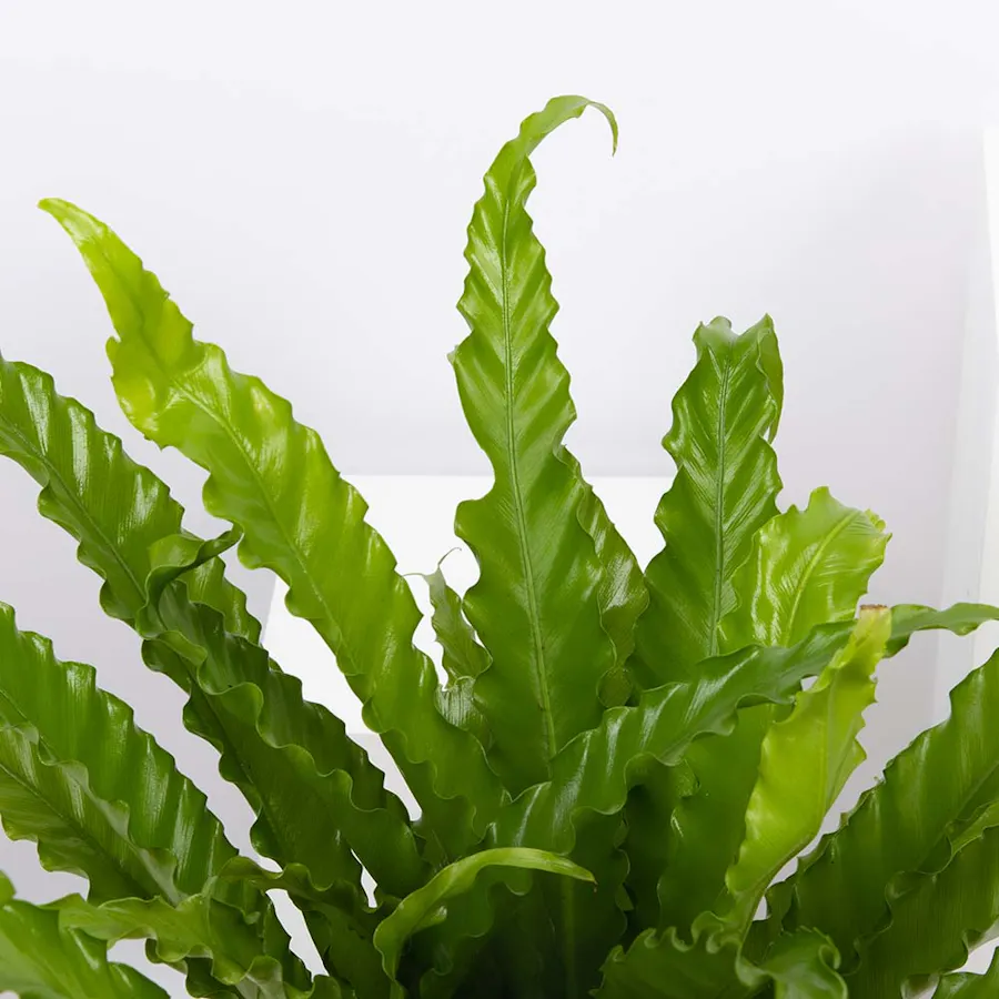 Asplenium Antiquum Plant  5