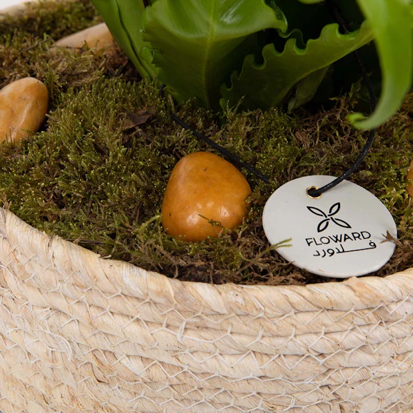 نبات أسبلنيوم أنتيكوم