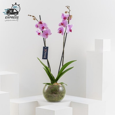 Single Pink Orchid