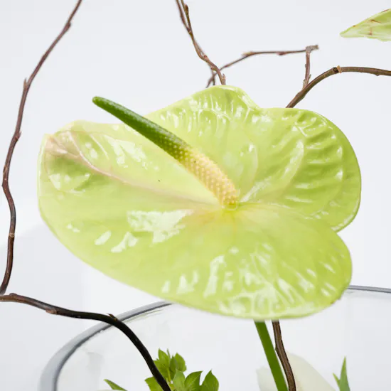 Unordinary Tulips Vase