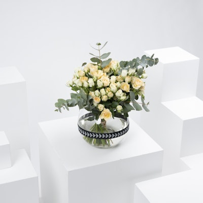 Elegance Baby Rosses by Khulood