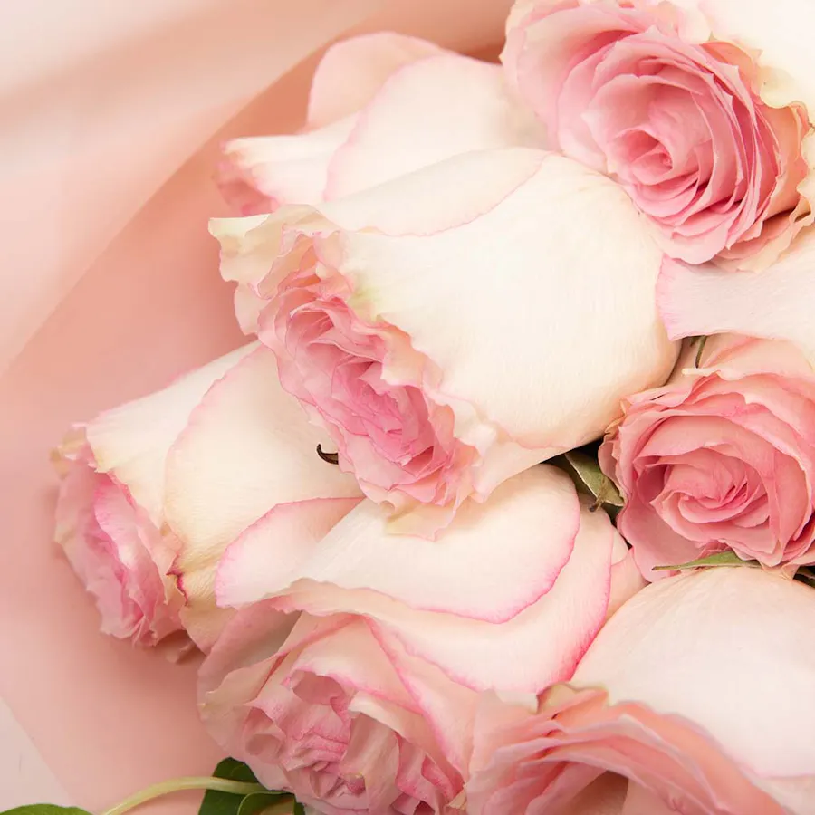 White & Pink | Pink Wrap 2