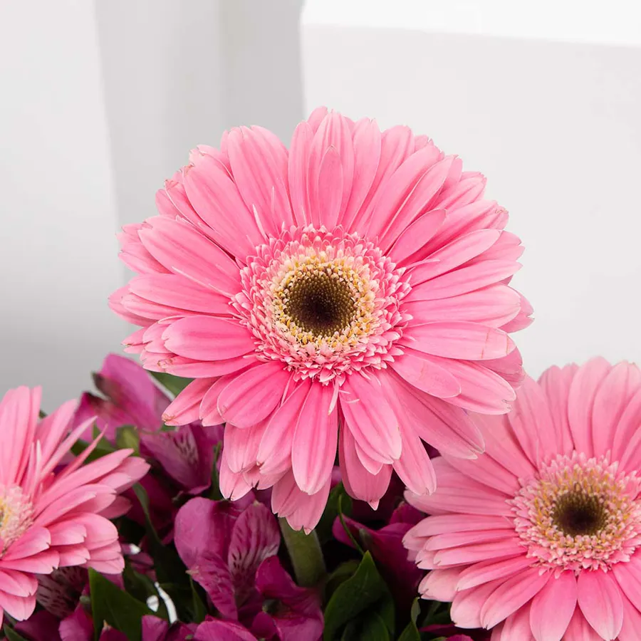 Purplish | Alstroemeria & Gerbera 2