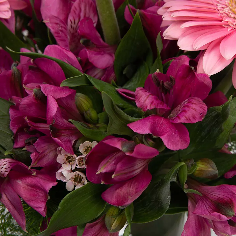Purplish | Alstroemeria & Gerbera 3