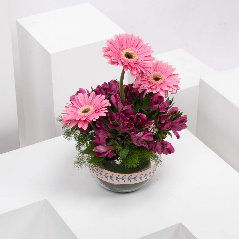 الأرجواني | ألستروميريا وجربرا