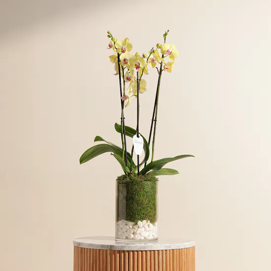 Yellow Orchid Plant