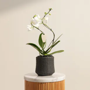 Majestic White Phalaenopsis Plant
