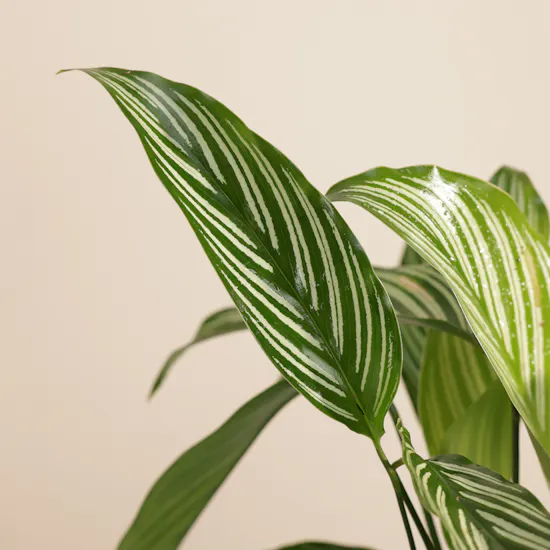 Wonderful Calathea Vittata Plant