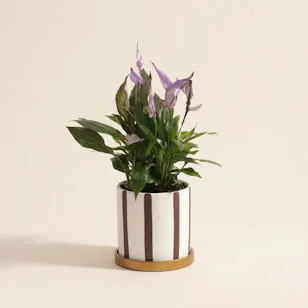 Delicate Purple Spathiphyllum Plant 