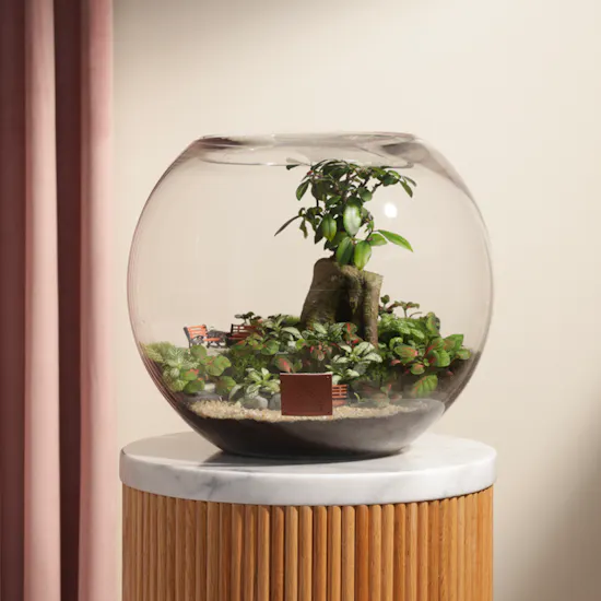 Ficus Bonsai Garden | Closed Terrarium